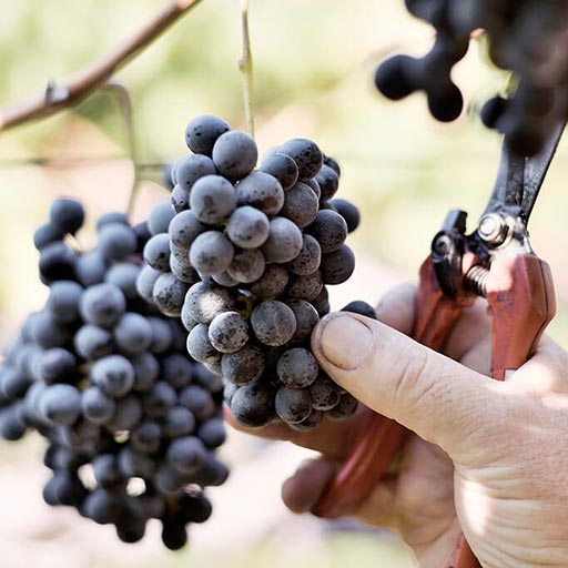 Grape Variety introduced: PINOT-NERO Blauburgunder