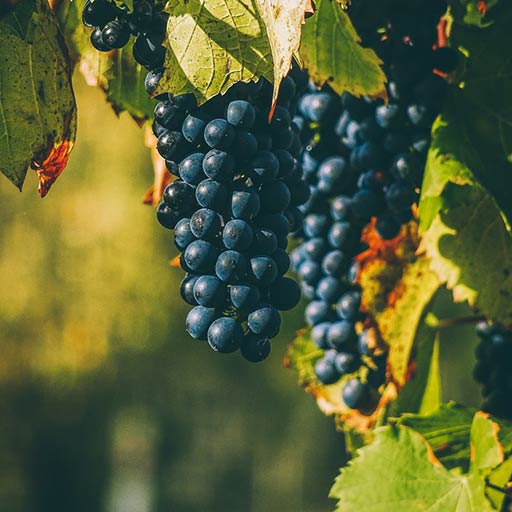 Grape Variety introduced: CABERNET-SAUVIGNON 