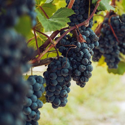 Grape Variety introduced: NERO D'AVOLA Sicily