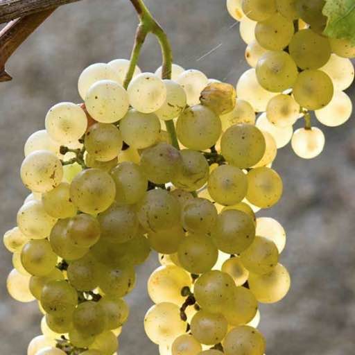 Grape Variety introduced: PINOT BIANCO Fine & Elegant