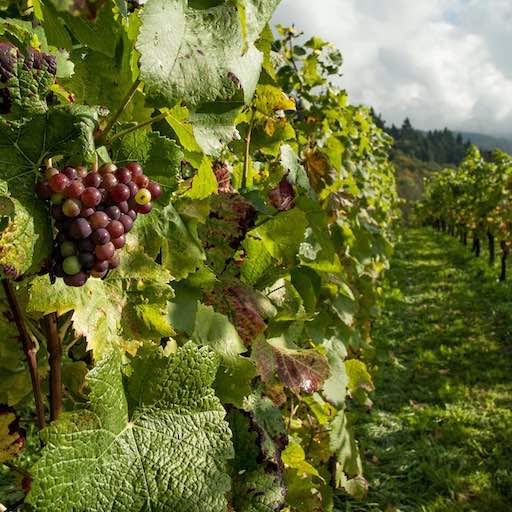 Grape Variety introduced: PINOT-GRIGIO Fruity & Extract Rich