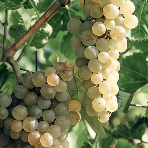 Grape Variety introduced: SAUVIGNON BIANCO Aroma & Minerality