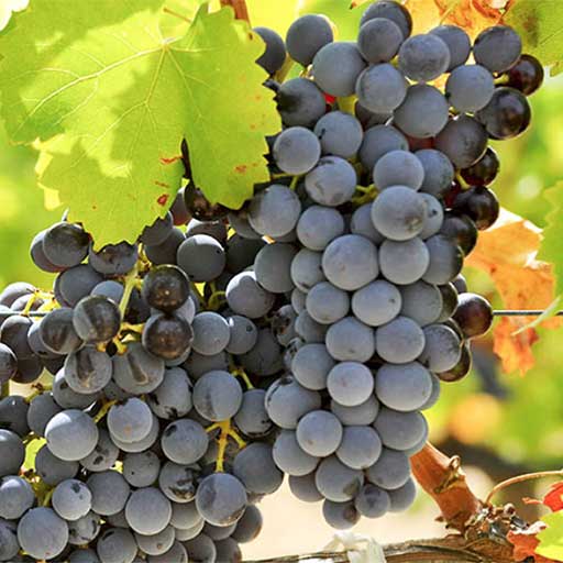 Cannonau | Grape variety