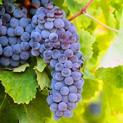 Gaglioppo | Grape variety