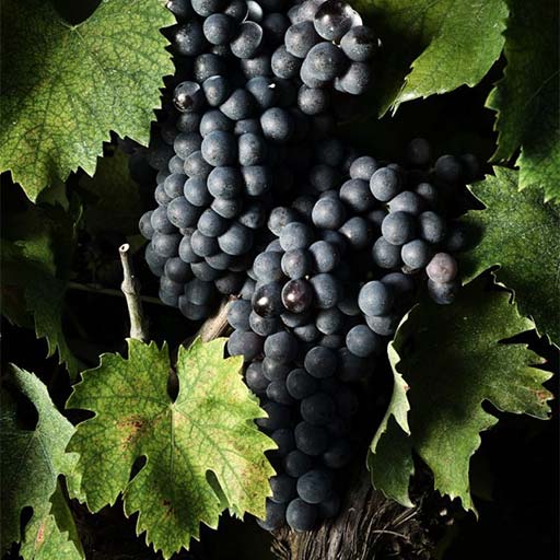 Montepulciano | Grape variety