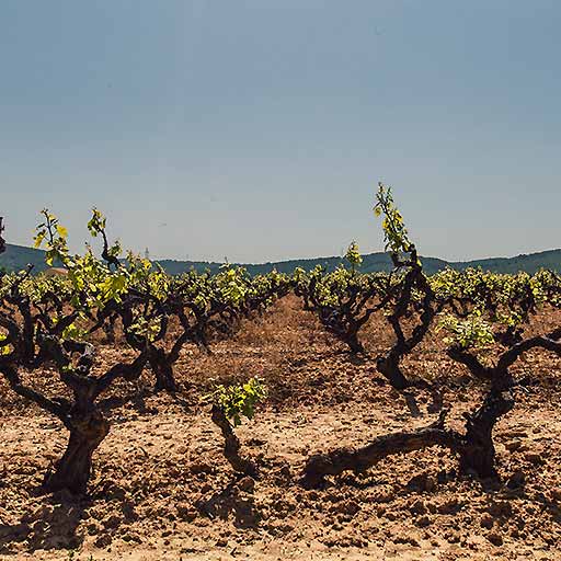 Puglia | Wine region