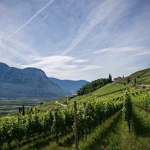 South Tyrol | White Wine