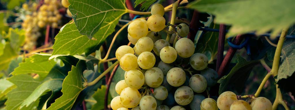 Bio Wein | aus ökologischem Anbau