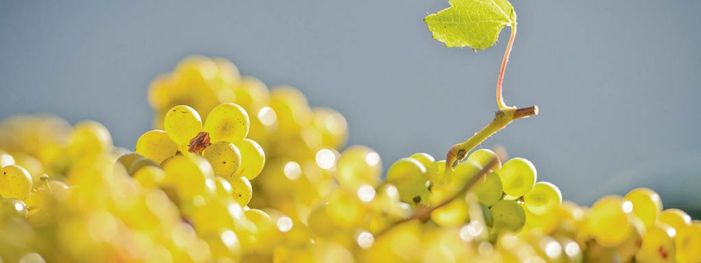 Wein aus dem Vinschgau | Klassiker