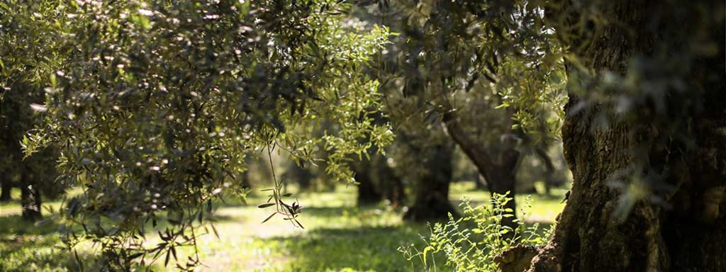 Basilikum Olivenöl Extra Vergine 2019