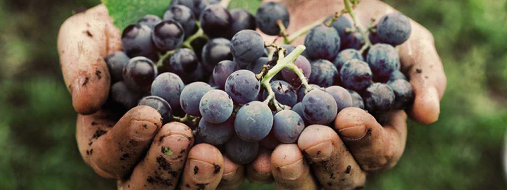 Italian Grape Varieties