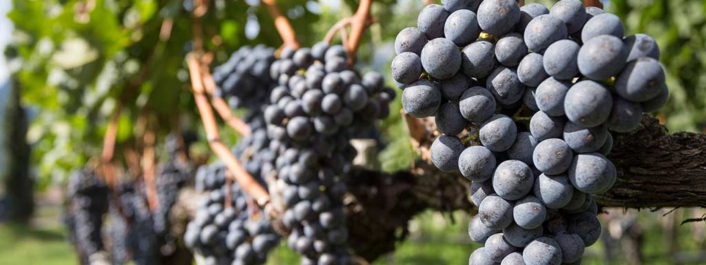 Cabernet-Sauvignon | Grape variety