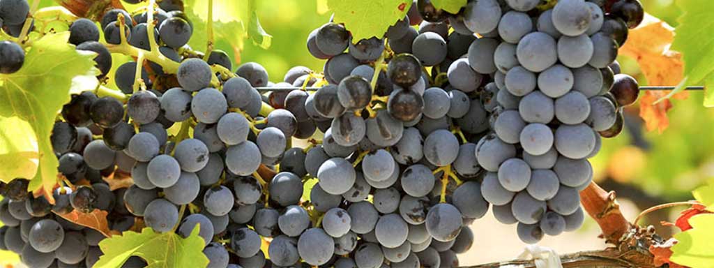 Canaiolo | grape variety