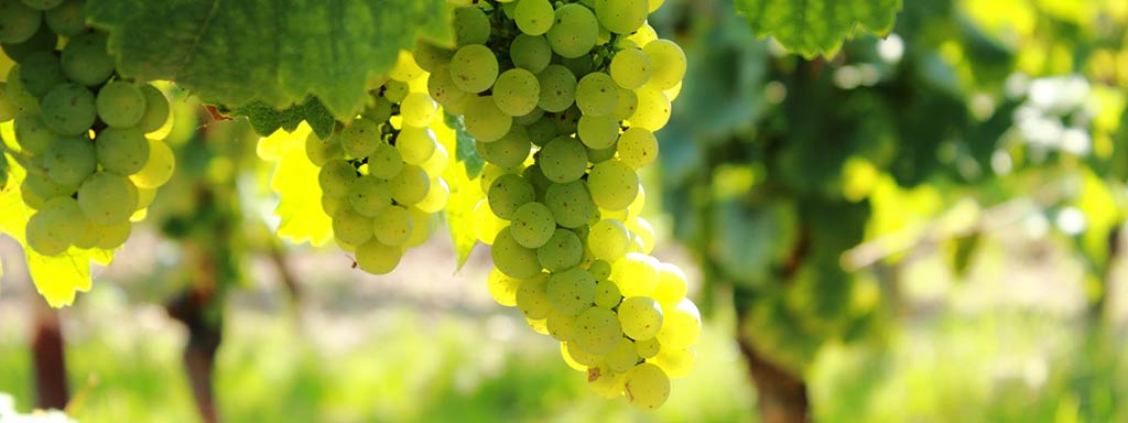 Chardonnay | Grape variety