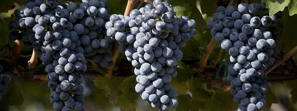 Corvinone | Grape variety