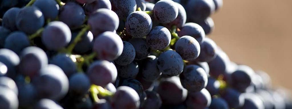 Frappato | Grape variety