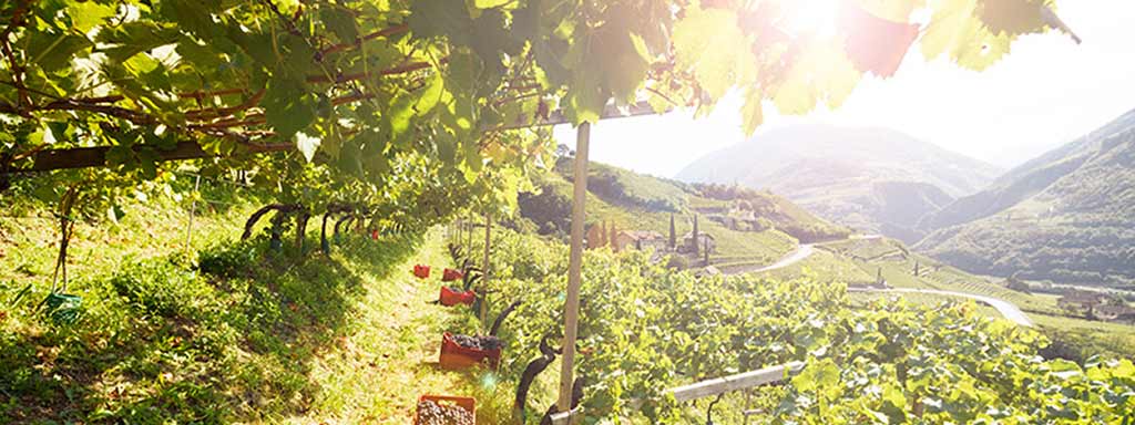 Grauvernatsch | Grape variety