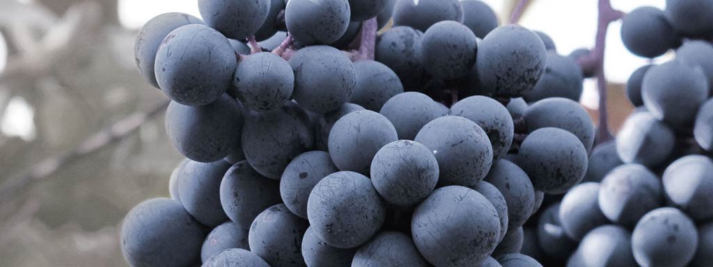 Lagrein | Grape variety