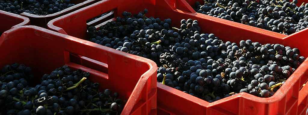 Nebbiolo | Grape variety