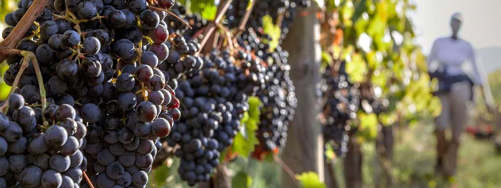 Petit-Verdot | Grape variety