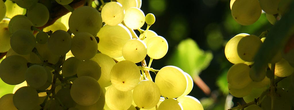 Prosecco | Grape variety
