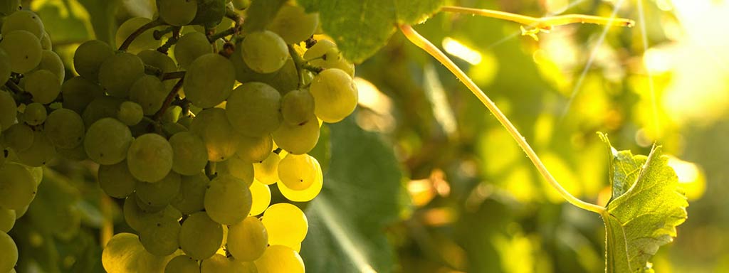 Ribolla Gialla | Grape variety