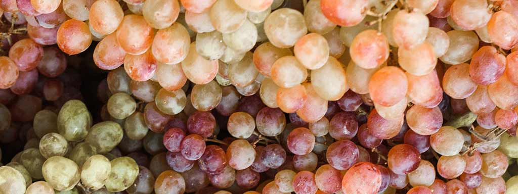 Moscato Rosa | Grape variety