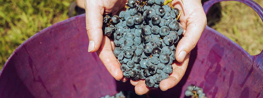 Sangiovese | Grape variety