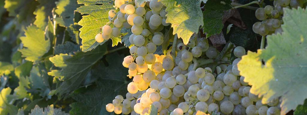 Sauvignon | Grape variety