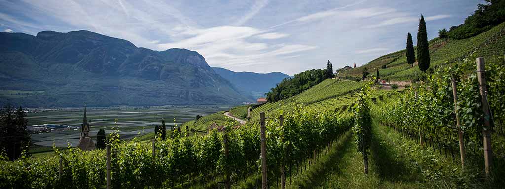 Südtirol-Trentino | Weinregion