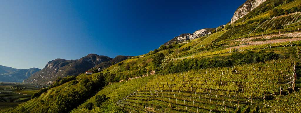 Südtirol | Rotwein