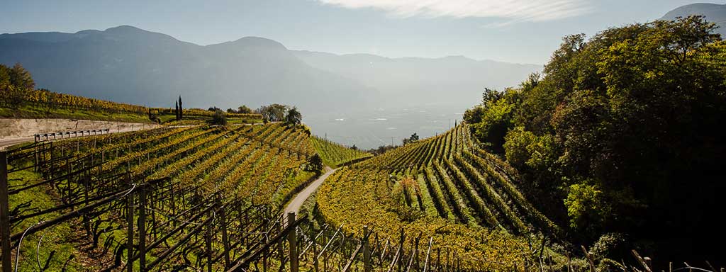 Südtirol | Weißwein
